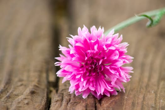 pink cornflower on wooden background - close up