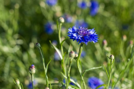 cornflowers in the garden - soft focus