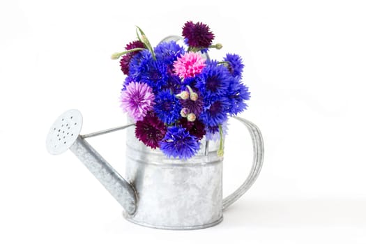 colorful cornflowers in watering can on white background
