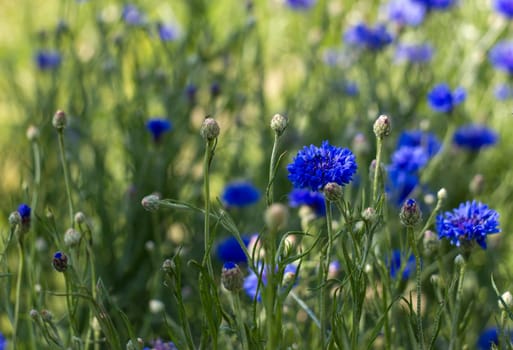 cornflowers in the garden - soft focus