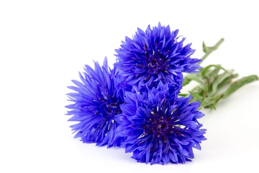 cornflowers on white background - close up
