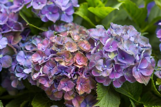 Macro image, blue hydrangea flower background