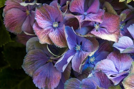 Macro image, blue hydrangea flower background