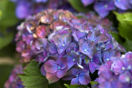 Macro image, blue hydrangea flower background