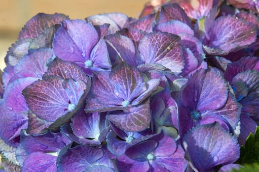 Macro image, blue hydrangea flower background
