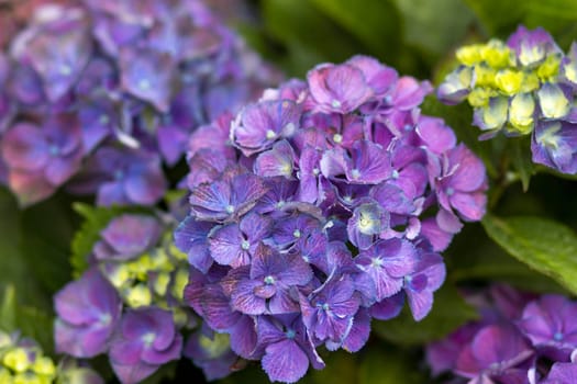 Macro image, blue hydrangea flower background