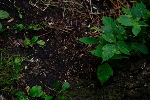 Earth ground covered with compost mulch fragment as a texture background.