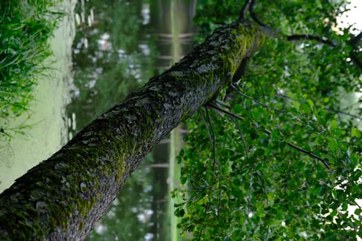 Close up the old bark on big tree with branch and leaf.