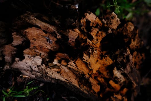 Termite eaten wood closeup in summer forest with traces from slug.