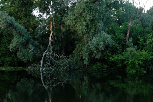 Thin hurricane broken tree in city park or garden in summer