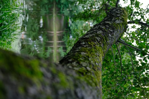 Close up the old bark on big tree with branch and leaf.
