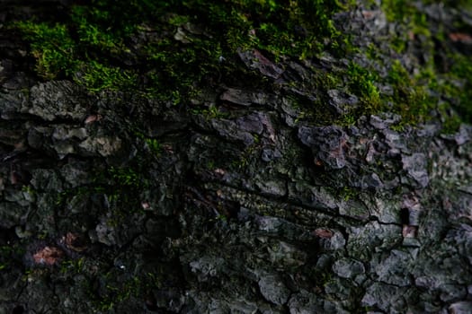 the bark of the tree with some moss