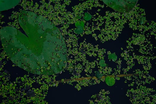 Top view of water lilies. Beautiful shape oh the liafe.