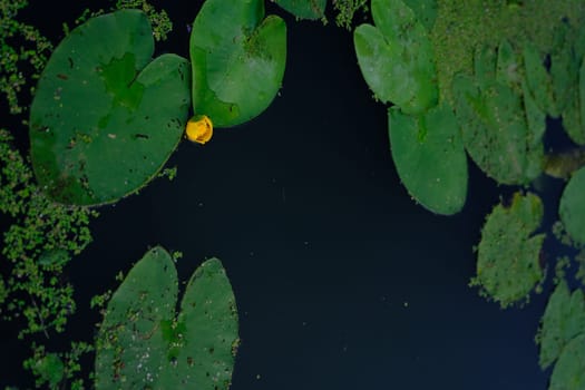 Top view of water lilies with yellow flowers in a pond.