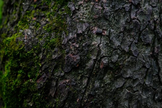 the bark of the tree with some moss