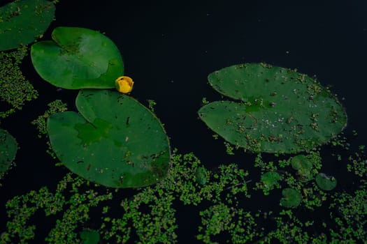 Top view of water lilies with yellow flowers in a pond.