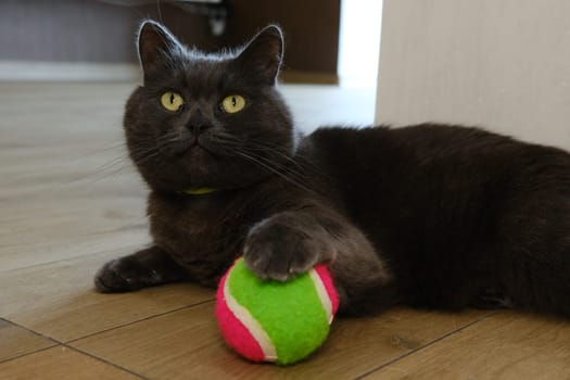 British Shorthair cat watching her colorful ball.