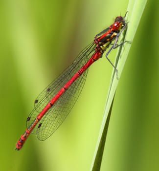 The Scarlet (Ceriagrion tenellum), is a small bark species from the family of the slimy bark (Coenagrionidae).Die Scharlachlibelle (Ceriagrion tenellum), ist eine Kleinlibellenart aus der Familie der Schlanklibellen (Coenagrionidae).