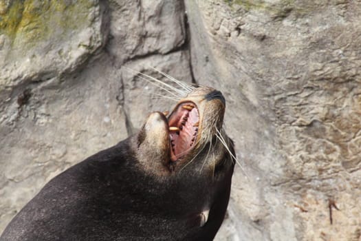 The California sea lion (Zalophus californianus) is a coastal eared seal native to western North America.Der Kalifornische Seelöwe (Zalophus californianus) ist eine Ohrenrobbe, (Otariidae).