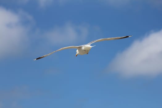Close-up of a flying gull, with blue sky background .Nahaufnahme einer fliegenden Silbermöwe, mit blauem Himmel im Hintergrund.