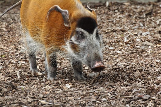 A male brush ear or river hog, (Potamochoerus porcus) .Ein Männliches Pinselohr oder auch Flussschwein, (Potamochoerus porcus) .