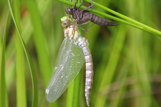 Newly hatched Great King's belle (Anax imperator) on her exuvie.Frisch geschlüpfte Große Königslibelle (Anax imperator) an ihrer Exuvie.