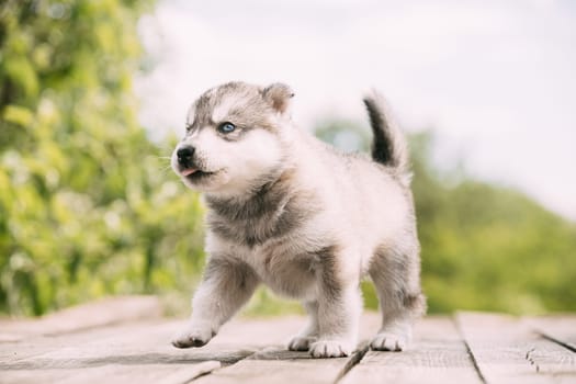 Four-week-old Husky Puppy Of White-gray Color Sitting On Wooden Ground And Licks Its Lips.