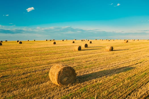 Elevated View Of Summer Hay Rolls Straw Field Landscape In Evening. Haystack, Hay Roll in Sunrise Time.