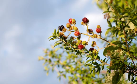 Blackberries growing on the bush, ripe fruits in summertime, healthy food harvest