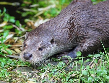 The Eurasian otter (Lutra lutra), also known as the European otter, Eurasian river otter, common otter, and Old World otter, is a semiaquatic mammal native to Eurasia..Der Fischotter (Lutra lutra) ist ein an das Wasserleben angepasster Marder, der zu den besten Schwimmern unter den Landraubtieren zählt.