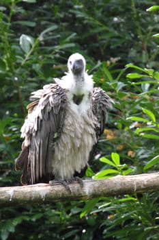 The griffon vulture (Gyps fulvus) is a large Old World vulture in the bird of prey family Accipitridae.Der Gänsegeier (Gyps fulvus) ist ein großer Vertreter der Altweltgeier (Aegypiinae).