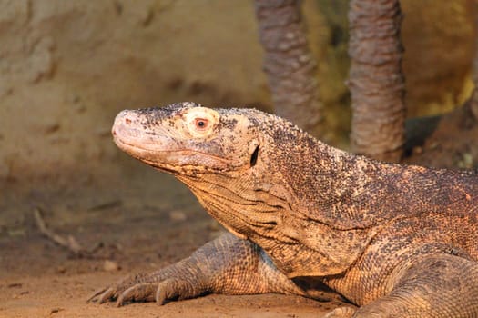 Monitor lizard is the common name of several large lizard species, comprising the genus Varanus.   Die Warane (Varanus) bilden eine etwa 79 Arten umfassende Gattung der Schuppenkriechtiere (Squamata).