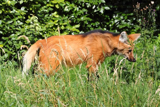 a maned wolf, (Chrysocyon brachyurus), native to South America.ein Mähnenwolf, (Chrysocyon brachyurus), beheimatet in Südamerika.