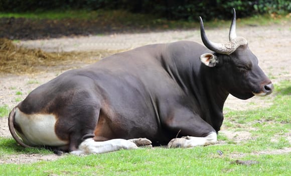 The banteng (Bos javanicus), also known as tembadau, is a species of wild cattle found in Southeast Asia.Der Banteng (Bos javanicus), oder auch Sunda-Ochse, ist ein Wildrind, das in Südostasien beheimatet ist.