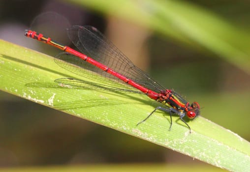 The Scarlet (Ceriagrion tenellum), is a small bark species from the family of the slimy bark (Coenagrionidae).Die Scharlachlibelle (Ceriagrion tenellum), ist eine Kleinlibellenart aus der Familie der Schlanklibellen (Coenagrionidae).
