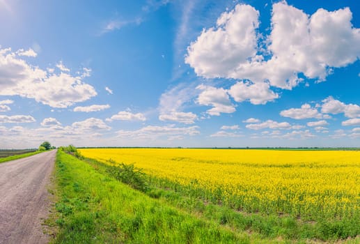 The road going through a sown field with yellow flowers under a blue sky with clouds, similar to the flag of Ukraine