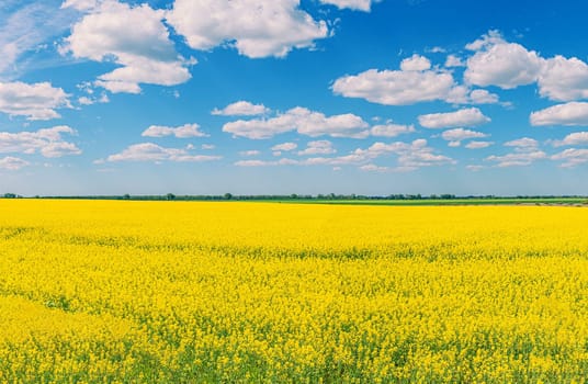 A field with yellow flowers and a blue sky with clouds, similar to the flag of Ukraine