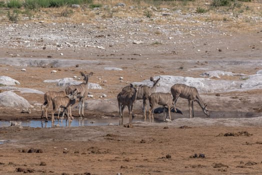 Large female kudu, Tragelaphus strepsiceros drinking at a waterhole in Khaudum National Park, Namibia