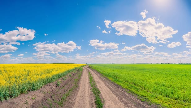 Country road going through sown fields with yellow flowers and green grass under a blue sky with clouds