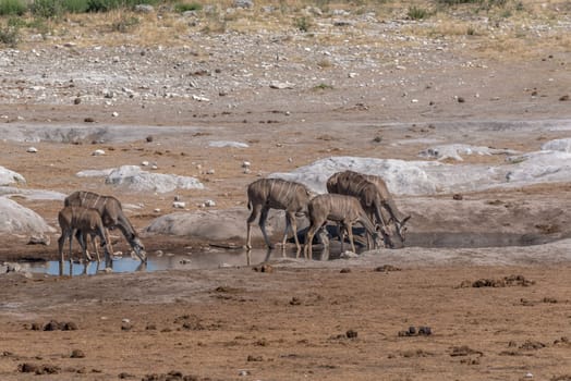 Large female kudu, Tragelaphus strepsiceros drinking at a waterhole in Khaudum National Park, Namibia