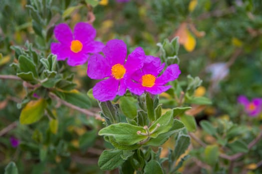 Cistus albidus, the grey-leaved cistus, is a shrubby species of flowering plant in the family Cistaceae, with pink to purple flowers, native to south-western Europe and western north Africa.