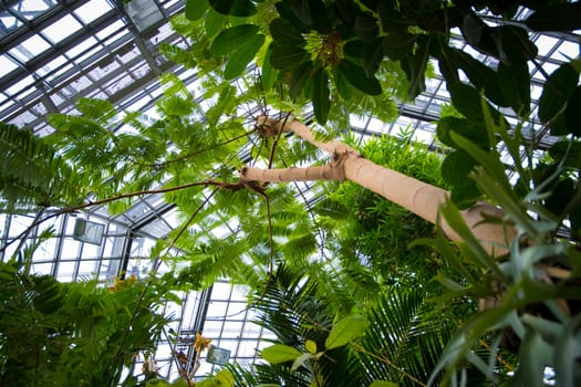 Low angle view of tropical forest in the greenhouse of a botanical garden. Beauty in nature.