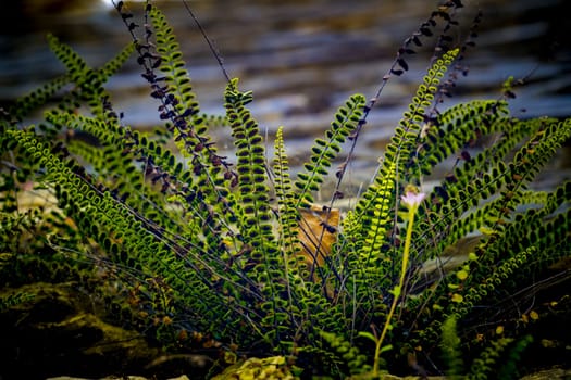 Asplenium trichomanes or maidenhair spleenwort, small fern growing against a wall
