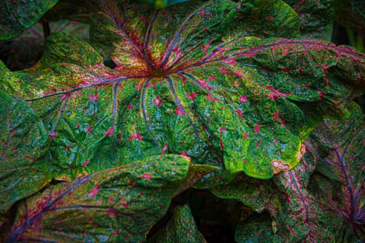 Textured leaf of of colorful caladium, latin name caladium bicolor, also called Heart of Jesus
