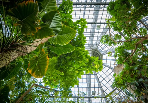 Low angle view of tropical forest in the greenhouse of a botanical garden. Beauty in nature.
