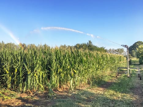 Farm field wheat growing field sprinkler. Farm crop sprinkler irrigation. Farm irrigation sprinkler line turning in new planted spring wheat and grain green field.