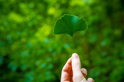 Hand holding Ginkgo leaf rom maidenhair tree, of which the extract is commonly used as a dietary supplement. Green blurry out of focus background.