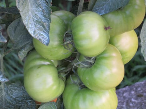 Beautiful photo of tomato in the delicious green plant
