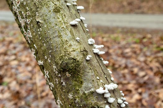 White mushrooms on a tree trunk in the autumn forest