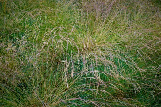Festuca (fescue) is a genus of flowering plants belonging to the grass family Poaceae. They are evergreen or herbaceous perennial tufted grasses